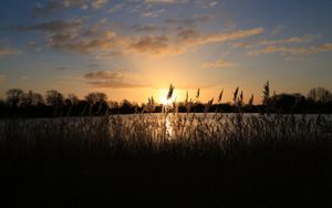 Preview wallpaper sunset, grass, ear, sky