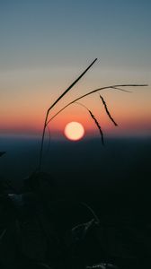 Preview wallpaper sunset, grass, ears, sun, evening