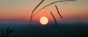 Preview wallpaper sunset, grass, ears, sun, evening