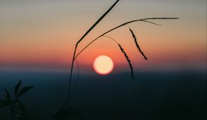 Preview wallpaper sunset, grass, ears, sun, evening