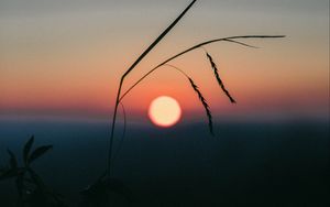 Preview wallpaper sunset, grass, ears, sun, evening