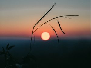 Preview wallpaper sunset, grass, ears, sun, evening