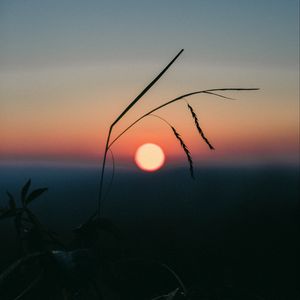 Preview wallpaper sunset, grass, ears, sun, evening