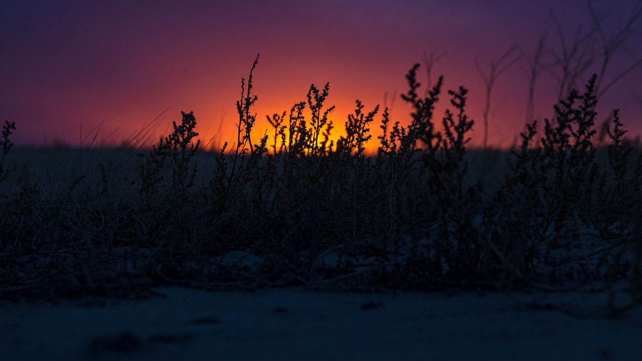Wallpaper sunset, grass, horizon, twilight, dark
