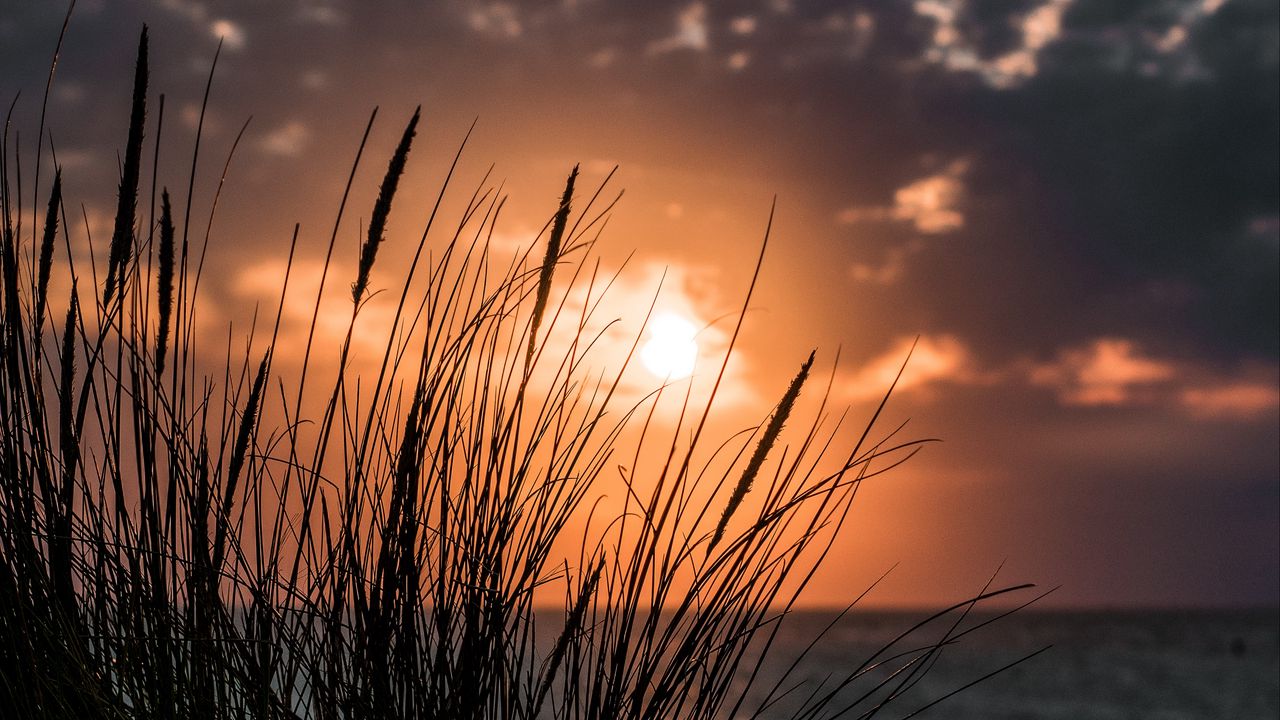 Wallpaper sunset, grass, sea, horizon