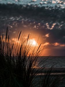 Preview wallpaper sunset, grass, sea, horizon
