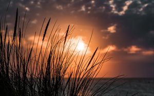 Preview wallpaper sunset, grass, sea, horizon