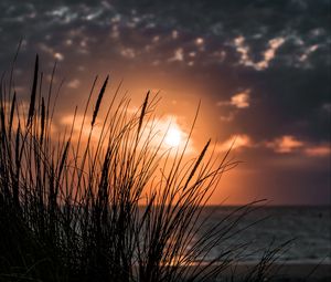 Preview wallpaper sunset, grass, sea, horizon
