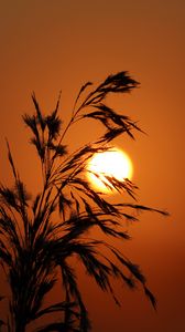 Preview wallpaper sunset, grass, silhouette, sun