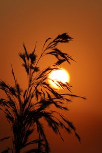 Preview wallpaper sunset, grass, silhouette, sun