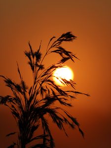 Preview wallpaper sunset, grass, silhouette, sun