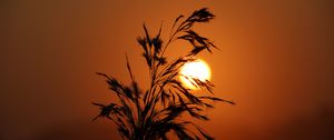 Preview wallpaper sunset, grass, silhouette, sun