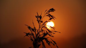 Preview wallpaper sunset, grass, silhouette, sun
