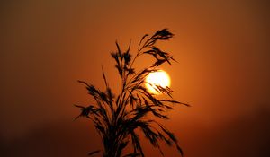 Preview wallpaper sunset, grass, silhouette, sun