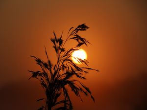 Preview wallpaper sunset, grass, silhouette, sun