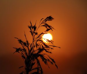Preview wallpaper sunset, grass, silhouette, sun