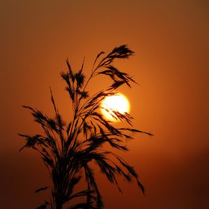 Preview wallpaper sunset, grass, silhouette, sun