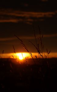 Preview wallpaper sunset, grass, sun, dark, nature