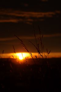 Preview wallpaper sunset, grass, sun, dark, nature
