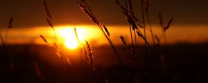 Preview wallpaper sunset, grass, sun, dark, nature