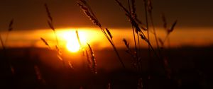 Preview wallpaper sunset, grass, sun, dark, nature