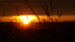 Preview wallpaper sunset, grass, sun, dark, nature