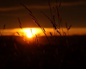 Preview wallpaper sunset, grass, sun, dark, nature
