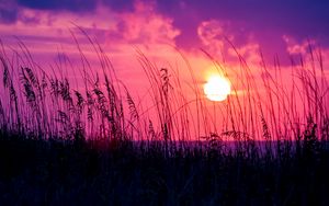 Preview wallpaper sunset, grass, sun, silhouette