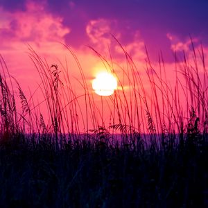 Preview wallpaper sunset, grass, sun, silhouette