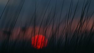 Preview wallpaper sunset, grass, sun, blur, dusk