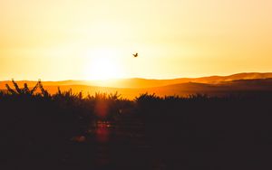 Preview wallpaper sunset, horizon, bird, silhouette, sky