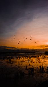 Preview wallpaper sunset, horizon, birds, silhouettes, water, indonesia