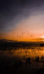 Preview wallpaper sunset, horizon, birds, silhouettes, water, indonesia