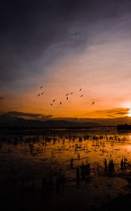 Preview wallpaper sunset, horizon, birds, silhouettes, water, indonesia