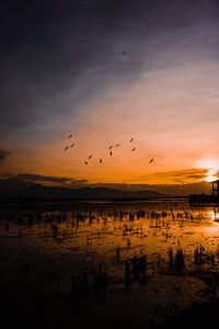 Preview wallpaper sunset, horizon, birds, silhouettes, water, indonesia