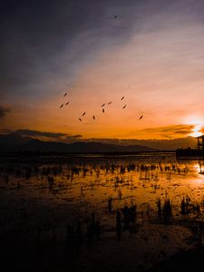 Preview wallpaper sunset, horizon, birds, silhouettes, water, indonesia