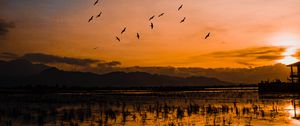 Preview wallpaper sunset, horizon, birds, silhouettes, water, indonesia