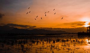 Preview wallpaper sunset, horizon, birds, silhouettes, water, indonesia