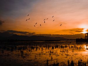 Preview wallpaper sunset, horizon, birds, silhouettes, water, indonesia