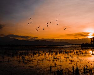 Preview wallpaper sunset, horizon, birds, silhouettes, water, indonesia