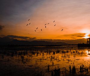 Preview wallpaper sunset, horizon, birds, silhouettes, water, indonesia