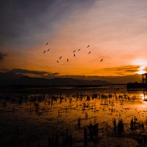 Preview wallpaper sunset, horizon, birds, silhouettes, water, indonesia