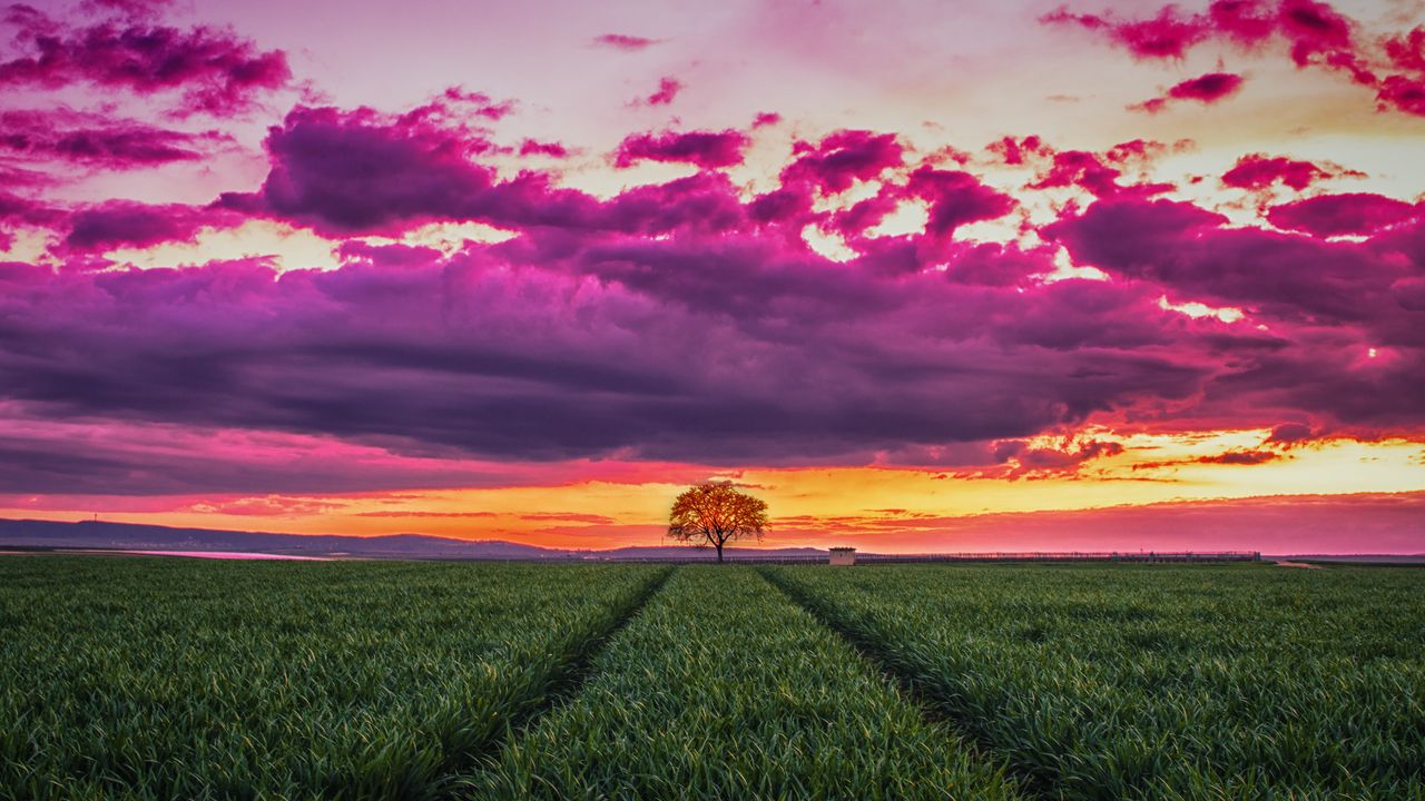 Wallpaper sunset, horizon, field, tree, grass, clouds