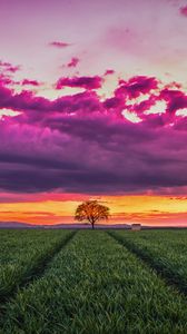 Preview wallpaper sunset, horizon, field, tree, grass, clouds