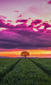 Preview wallpaper sunset, horizon, field, tree, grass, clouds