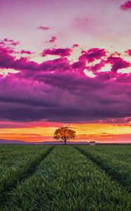 Preview wallpaper sunset, horizon, field, tree, grass, clouds