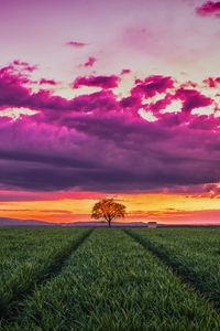 Preview wallpaper sunset, horizon, field, tree, grass, clouds