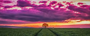 Preview wallpaper sunset, horizon, field, tree, grass, clouds