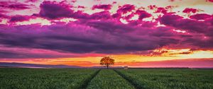 Preview wallpaper sunset, horizon, field, tree, grass, clouds