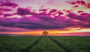 Preview wallpaper sunset, horizon, field, tree, grass, clouds